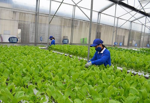 Chúc mừng các bạn đơn nông nghiệp ra tư cách lưu trú!